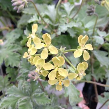 Pelargonium gibbosum - Pelargonium fantaisie Gibbosum