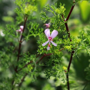 Pelargonium fruticosum - Botanische pelargonium