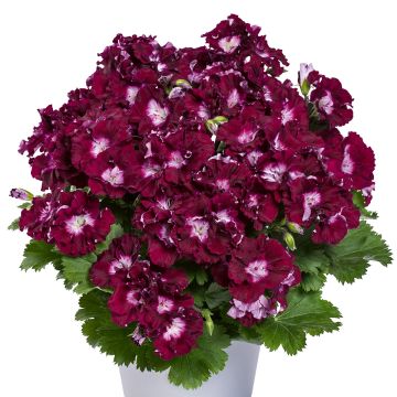 Pelargonium Bermuda Merlot - Engelse geranium