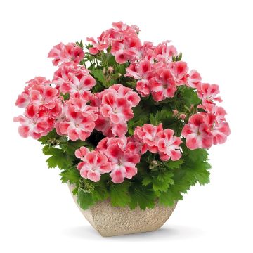 Pelargonium Candy Flowers Peach Cloud - Geranium