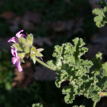 Pelargonium Endsleigh - Geurgeranium