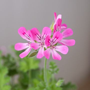 Pelargonium capitatum Pink Capricorn - Rozengeranium