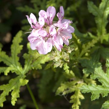 Pelargonium pseudoglutinosum - Botanische pelargonium