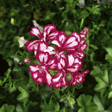 Pelargonium peltatum Mexikanerin - Hanggeranium dubbel