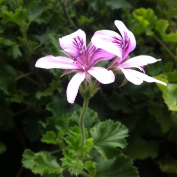 Pelargonium crispum Prince Rupert - Citroengeranium