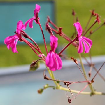 Pelargonium reniforme - Botanische pelargonium