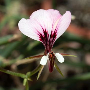 Pelargonium tetragonum - Botanische pelargonium