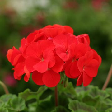 Pelargonium Dancer Rood F2 (zaad) - Zonale geranium