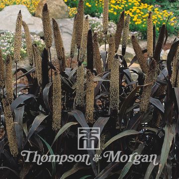 Pennisetum glaucum Purple Majesty F1 Hybrid (zaad) - Parelgierst