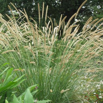 Pennisetum macrourum - Lampenpoetsersgras