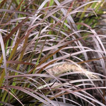Pennisetum advena Rubrum - Lampenpoetsersgras