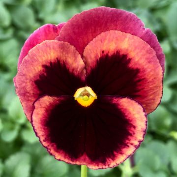 Viola wittrockiana F1 Carrera Rose Blotch - Grootbloemige viool