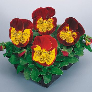 Viola wittrockiana Cats Red & Gold - Grootbloemige viool