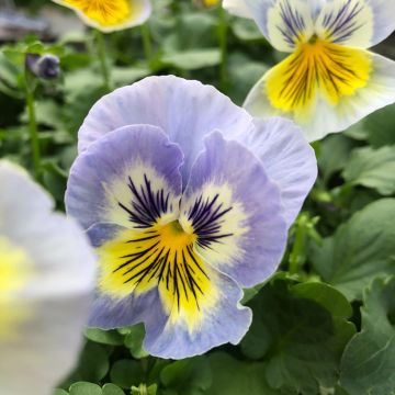 Viola wittrockiana Felix Jeans - Middel-grootbloemige viool