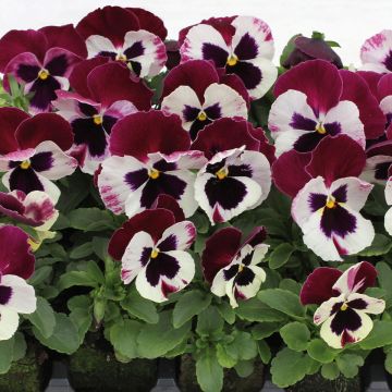 Viola Matrix F1 Cassis - Grootbloemige viool