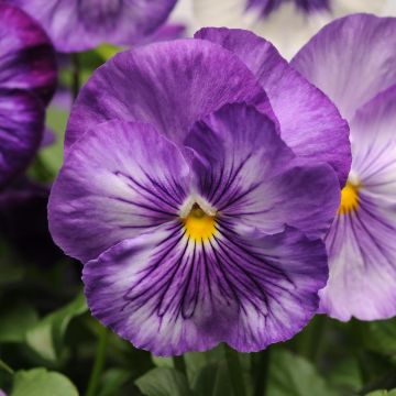 Viola Matrix F1 Lavender Shades - Grootbloemige viool