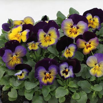 Viola Matrix F1 - Grootbloemige viool