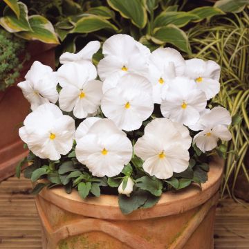 Viola Matrix White - Grootbloemige viool
