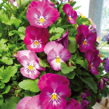 Viola wittrockiana Ultima Radiance F1 Pink - Middel-grootbloemige viool