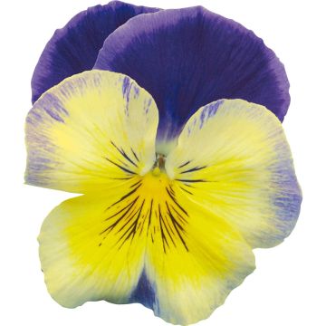 Viola wittrockiana Prim Up Blue Yellow Splash - Middel-grootbloemige viool