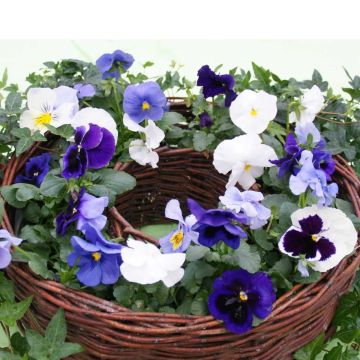 Viola wittrockiana Prim’Up Ocean Mix - Middel-grootbloemige viool