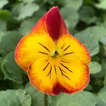 Viola wittrockiana Ultima Radiance F1 Red - Grootbloemige viool