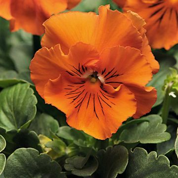 Viola wittrockiana Frizzle Oranje - Grootbloemige violen met golvende bloemblaadjes