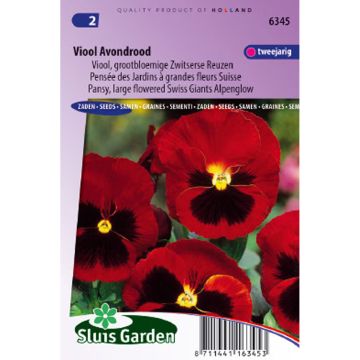 Viola wittrockiana Alpenglow (zaad) - Grootbloemige viool