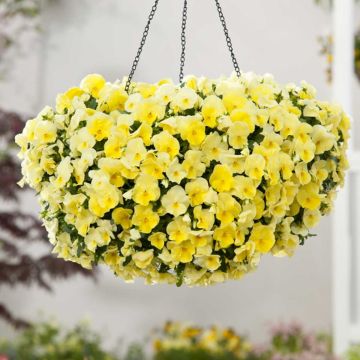 Viola wittrockiana Cool Wave Lemon Improved - Hangende/spreidende grootbloemige viool