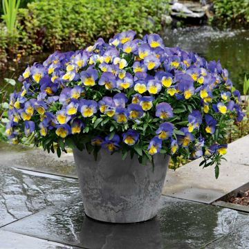 Viola Cool Wave Morpho - Hangviool/Spreidende viool