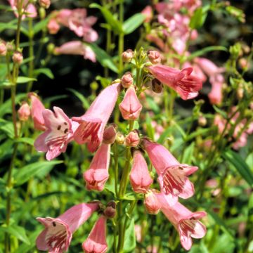 Penstemon Hewell Pink Bedder - Slangenkop