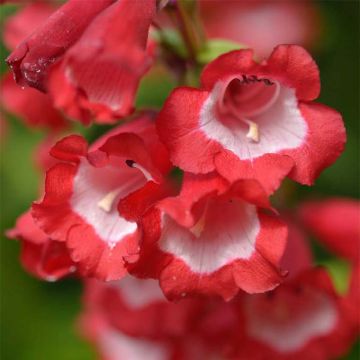 Penstemon Le Phare - Slangenkop