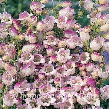 Penstemon Lilac Frost (zaad) - Slangenkop
