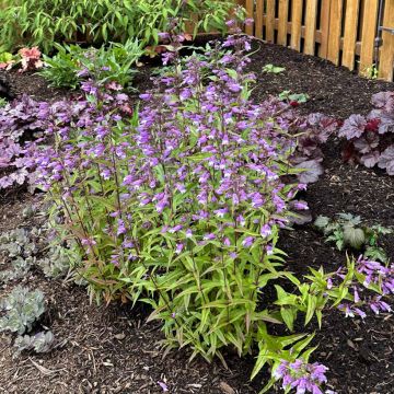 Penstemon Nova Twilight - Slangenkop