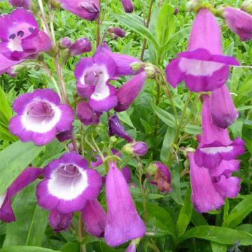 Penstemon Purple Passion - Slangenkop