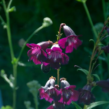 Penstemon Raven - Slangenkop