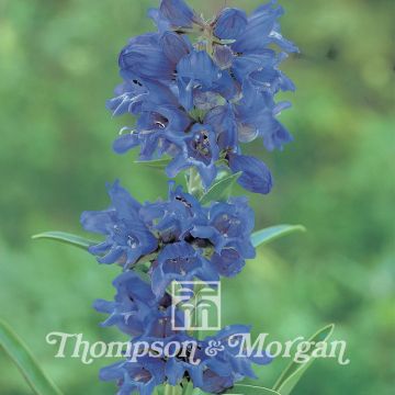 Penstemon heterophyllus True Blue (zaad) - Slangenkop