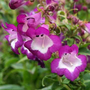 Penstemon Countess of Dalkeith - Slangenkop