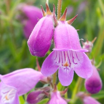 Penstemon Sweet Joanne - Slangenkop