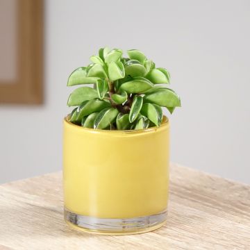 Peperomia Fire Sparks - Radiatorplant