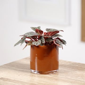 Peperomia Piccolo Banda - Rattenstaartje
