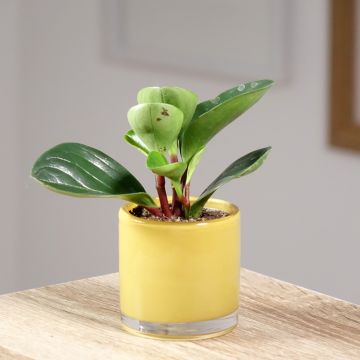 Peperomia Red Canyon - Peperomia