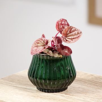 Peperomia caperata Quito - Rattenstaartje