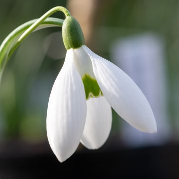 Galanthus elwesii - Groot sneeuwklokje