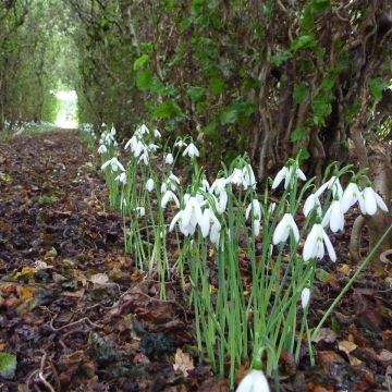 Galanthus reginae-olgae - Herfstsneeuwklok