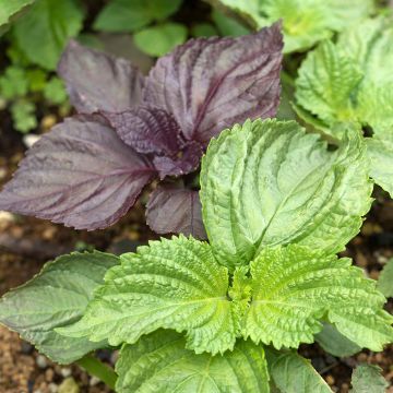 Shiso - Perilla frutescens (Tia To)