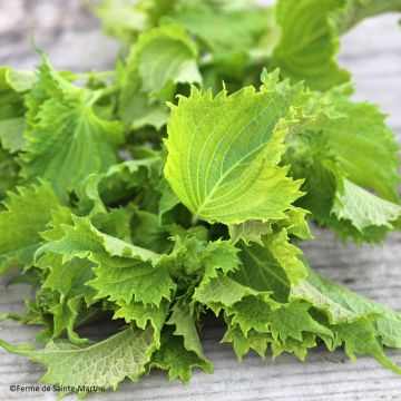 Shiso BIO - Ferme de Sainte Marthe