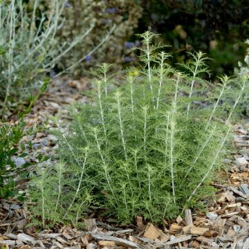 Perovskia atriplicifolia Feathery Blue - Siersalie