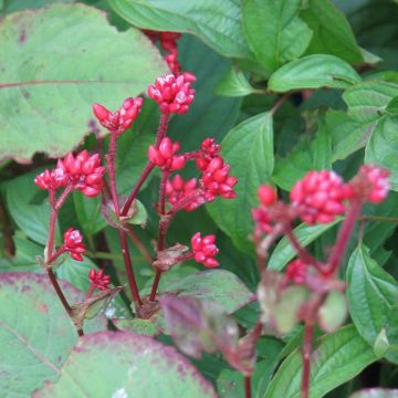 Persicaria Indian Summer - Duizendknoop
