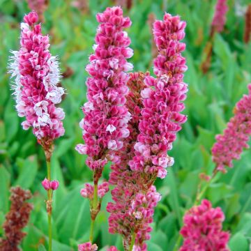 Persicaria affinis Kabouter - Kruipduizendknoop